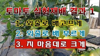 [텃밭농부 1,987]  토마토 재배  비교실험 결과.  배고프게, 배부르게, 지 마음데로 크게! #토마토재…
