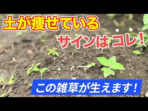 園芸 野菜スベリヒユ