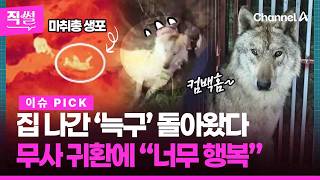 집 나간 ‘늑구’???? 드디어 집으로 돌아왔다!????…늑구 목격자 소감부터???? 프로파일러의 ‘늑구의 심리’까지 짚어봤다!!! ???? [직썰]