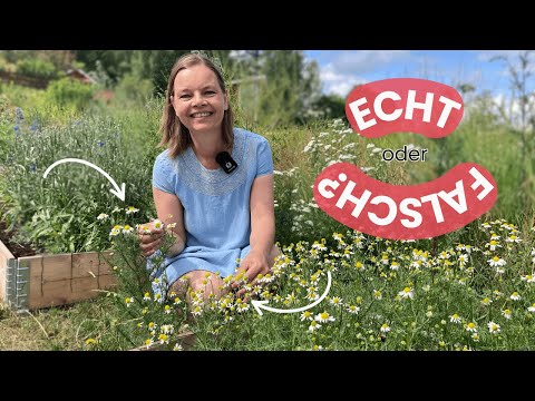 Kamille: So erkennst du die Heilpflanze (und nutzt sie richtig)