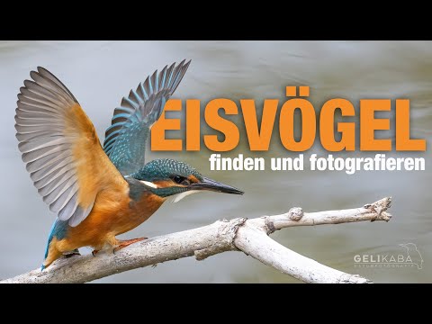 Wie findet man Eisvögel und wie fotografiert man sie? Tipps und Infos zur Suche und Vorgehensweise