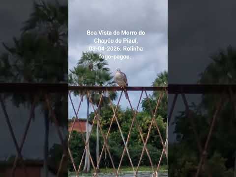 Boa Vista do Morro do Chapéu do Piauí,  03-04-2026. Rolinha fogo-pagou.