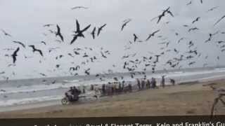 preview picture of video 'Surviving the Birds Valdivia Beach, Ecuador'