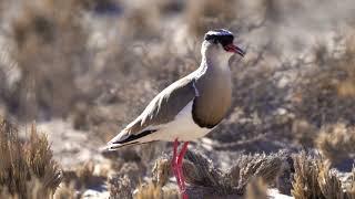 Crowned Lapwings Feeding in Slow Motion