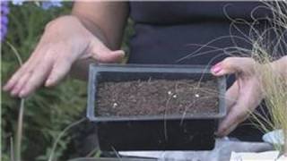 Grass & Lawn Maintenance : How to Plant Pampas Grass Seeds