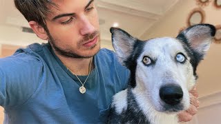 Why I Can't Keep My Rescued Husky