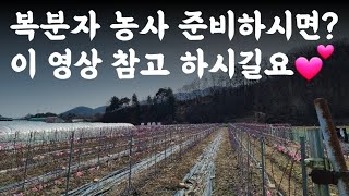 복분자 농사 준비하시는 분