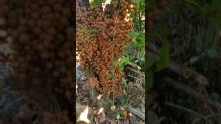preview picture of video 'Ba về thăm quê || cây dâu rừng trái khủng'