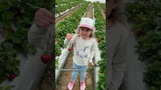 Family strawberry picking 🍓