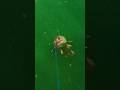 Video Thumbnail for Pike strikes! ? #Pike #Fishing #shorts