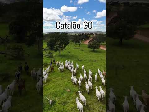 Fazenda em Catalão-GO.                 Temos uma oportunidade em Catalão -GO