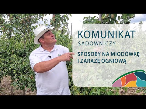 Metody na zatrzymanie miodówki i pseudomonas w gruszy - Komunikat sadowniczy - Zbyszek Marek