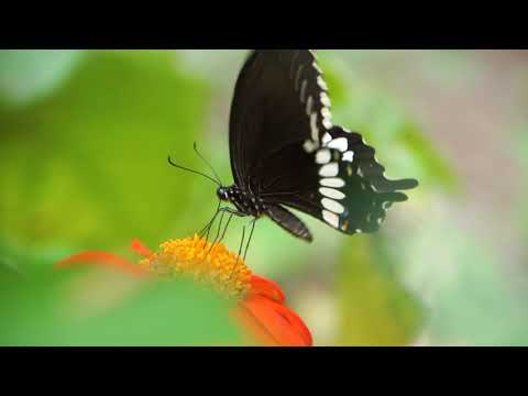 The Beauty of Pollination - Moving Art™