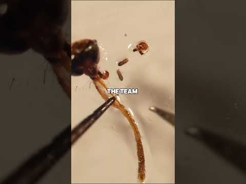 Probóscide de mosquito muerto utilizada como boquilla para impresión 3D de alta resolución: los cie