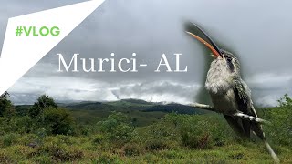 Passarinhando em Maceió/Murici-AL com Ester Ramirez e Marcos Holanda- Rabo Branco de Margarette