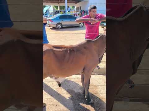 Preços de gado com Victor do Gado em Afogados da Ingazeira-PE 