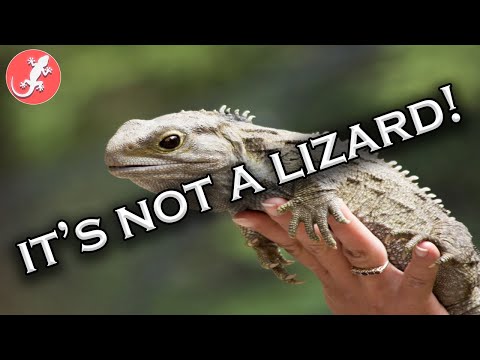 Tuatara! It's Not A Lizard