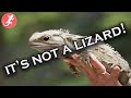 Tuatara! It's Not A Lizard