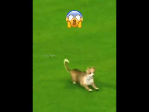 When The Manager, Fan, Dog Scores a Goal 😳
