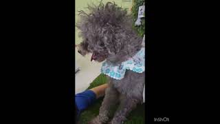 Video preview image #1 Mutt Puppy For Sale in Seattle, WA, USA