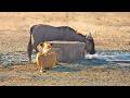 Lioness Uses A Perfectly Placed Wall To Ambush Wildebeest