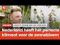 Jeroen van der Velde wil de grootste zonnebloem van Nederland