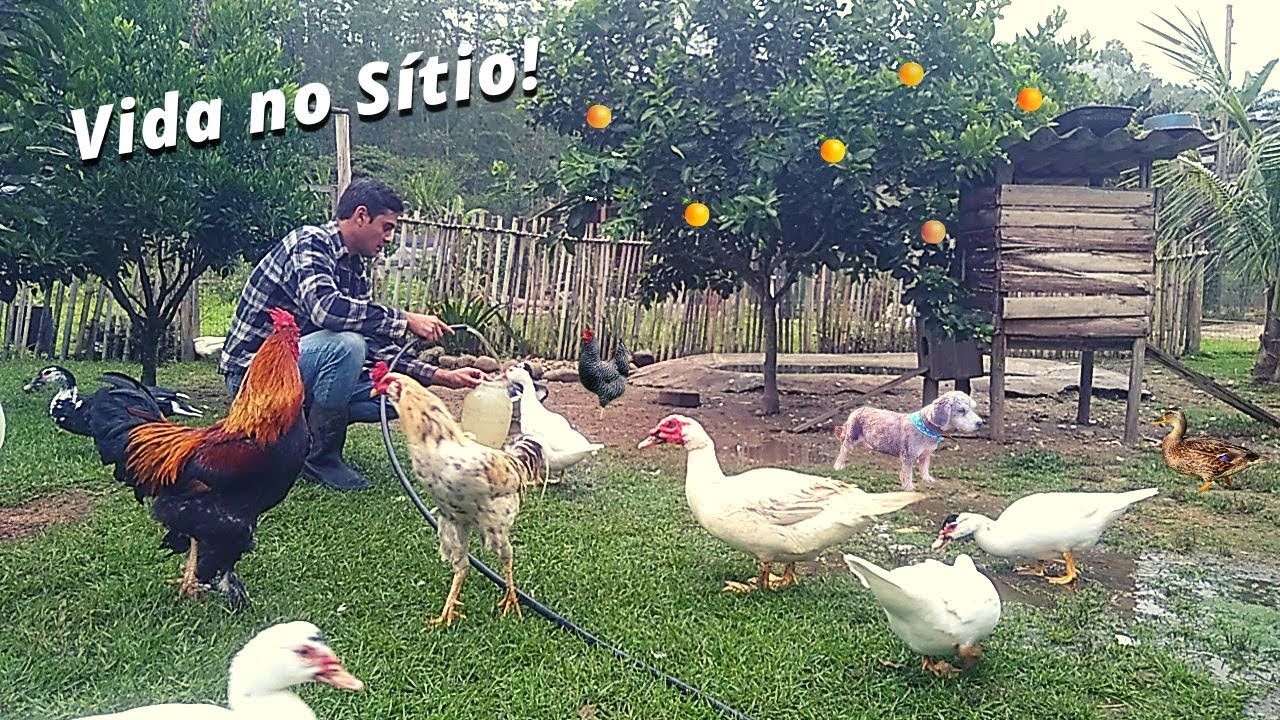 VIDA NO SÍTIO REALZÃO