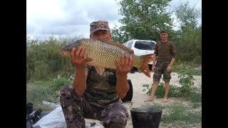 Сазан на дону в августе 2020