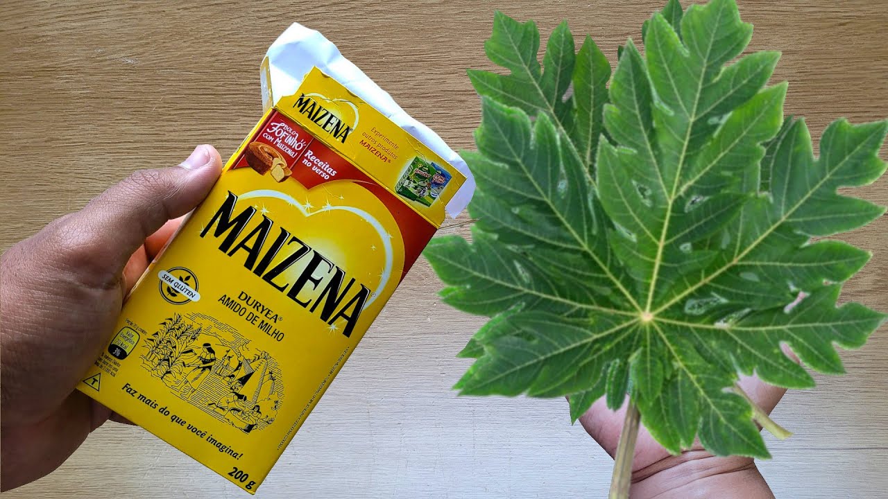 MORRIA E NÃO SABIA: É só bater MAIZENA e FOLHA DE MAMÃO e não gasto mais o meu dinheiro