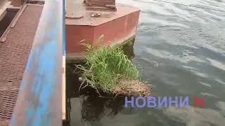 Течение николаевских рек повернулось вспять (видео)
