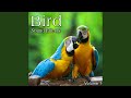 Several Rapid Almost Comical Sad Macaw Calls