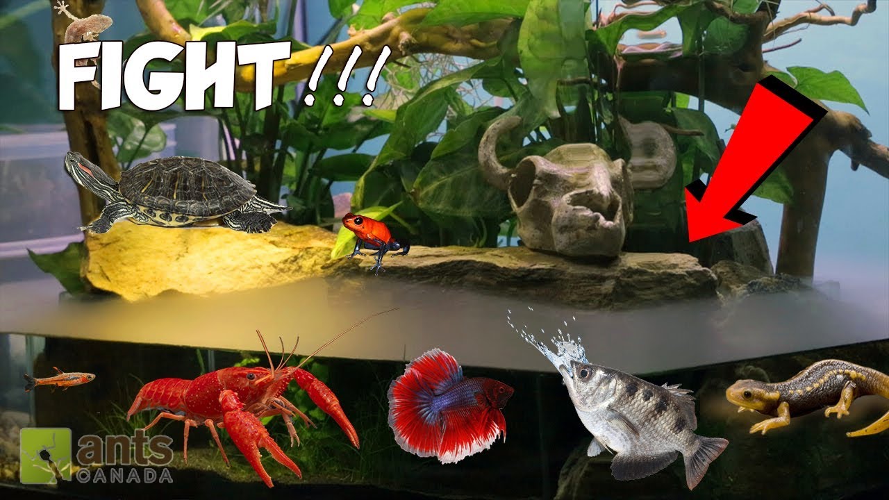 ANTS vs. WATER BEASTS!