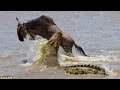 Crocodiles Eating Wildebeest In River Wild Nature