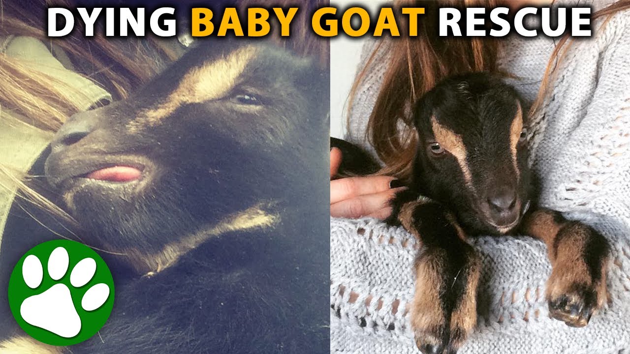 Rescue Of Dying Baby Goat Is Just The Beginning