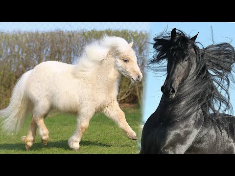 , title : '10 jenis jenis kuda terbaik di dunia'