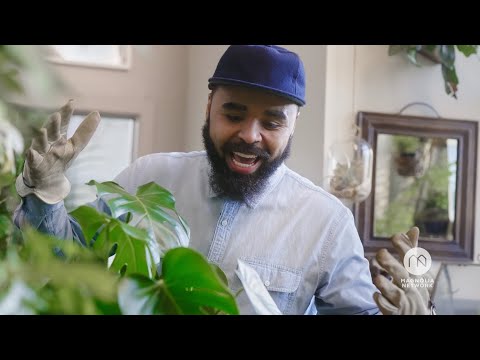 Guide to Houseplants - Official Trailer | Workshops | Magnolia Network
