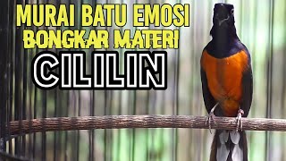 Download lagu PANCINGAN PAGI HARI MURAI BATU EMOSI 100% EFEKTIF BIKIN GACOR DENGAN TEMBAKAN CILILIN INI mp3 Download lagu PANCINGAN PAGI HARI MURAI BATU EMOSI 100% EFEKTIF BIKIN GACOR DENGAN TEMBAKAN CILILIN INI mp3