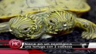 TORTUGA DE DOS CABEZAS. San Antonio, Texas. Mutaciones animales