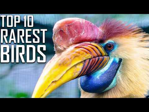 Top 10 Rarest Birds