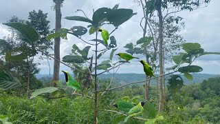 Download lagu Cara Paling Mudah Dan Efektif Menangkap Burung Cucak Ijo Di Ranting Tanpa Pemikat mp3