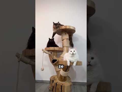 Najlepszy sposób na niegrzeczne koty? 🤫