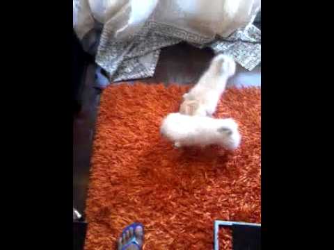 Caniches amorosos brincando