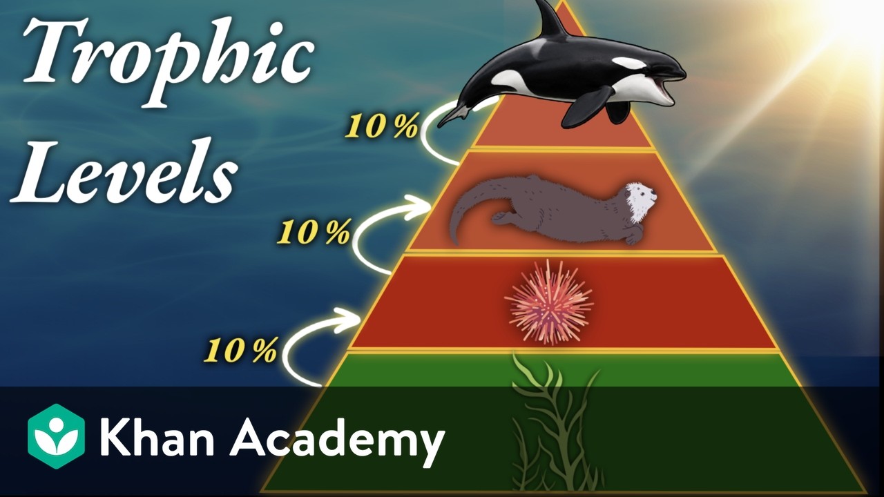 Trophic levels | Middle school biology | Khan Academy