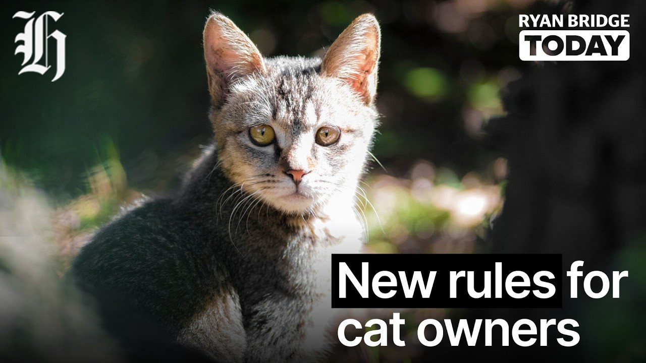Desexing 'essential' to reduce cat population | Ryan Bridge TODAY