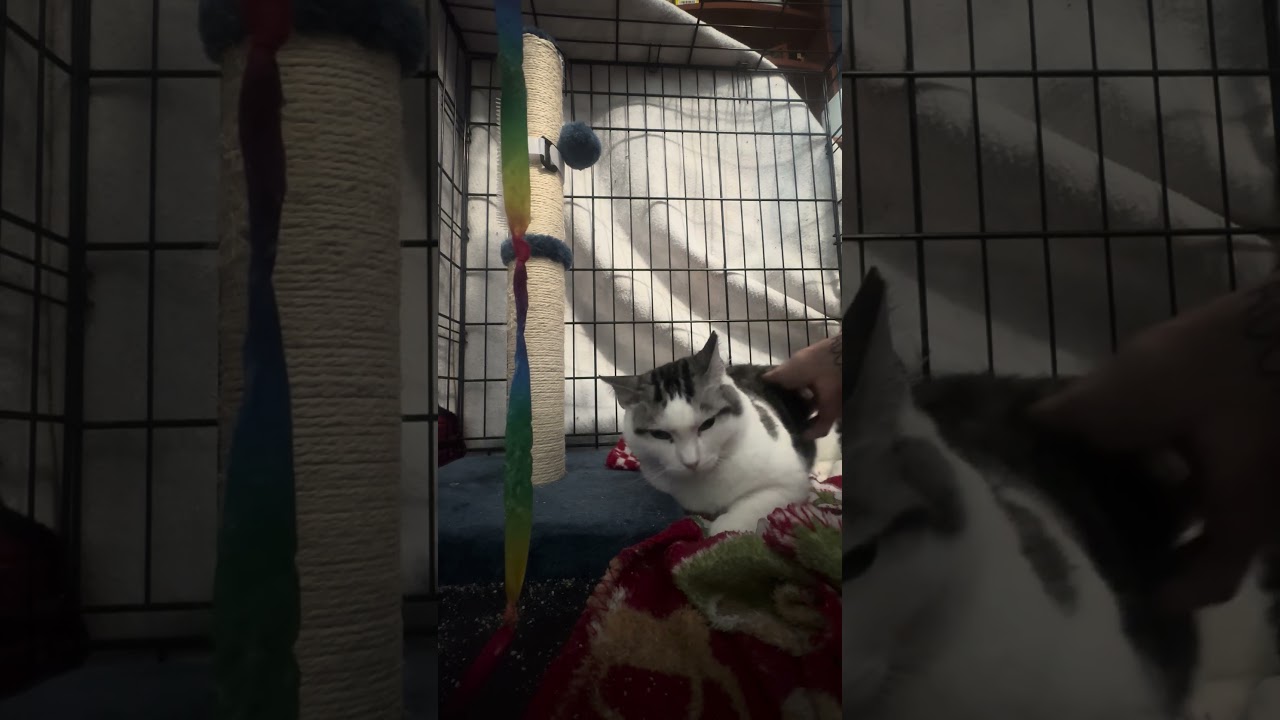 Enlarge Etch Bell, a Adoptable Domestic Long Hair in Morrison, CO video 2/2