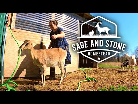 Milking Goats & Planting the Greenhouse (Already)! | Farm Life VLOG