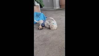 Video preview image #1 Pug-Unknown Mix Puppy For Sale in Corona, CA, USA