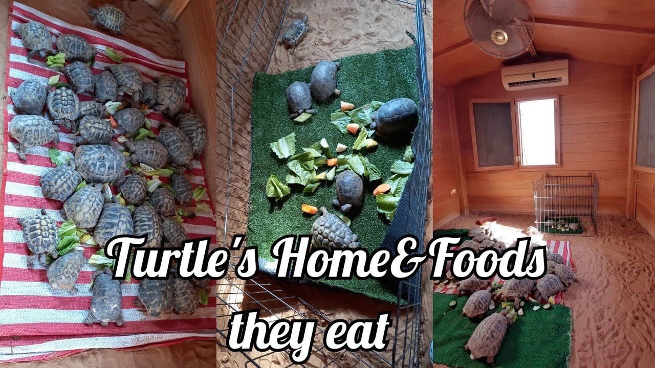 Putar video Paano magparami ng Pagong Dito sa Dubai sekarang Paano magparami ng Pagong Dito sa Dubai