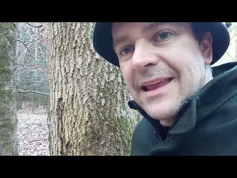 Hans erklärt uns, warum es der Esche nicht gut geht