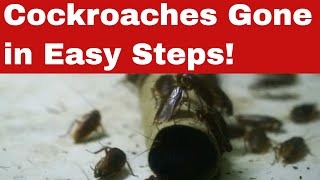Eradicate the Unwanted! How to Get Rid of Cockroaches!